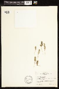 Chenopodium glaucum image