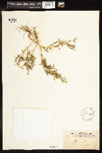 Chenopodium glaucum image