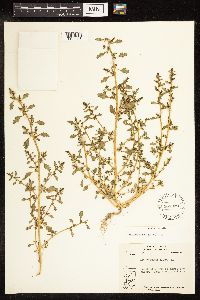 Chenopodium glaucum image