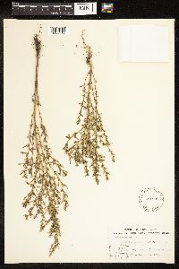 Chenopodium glaucum image