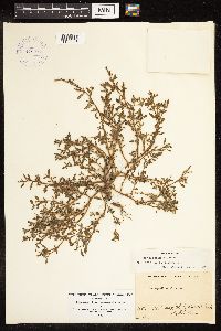 Chenopodium glaucum image