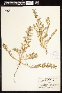 Chenopodium glaucum image