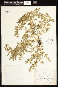 Chenopodium glaucum image