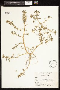 Chenopodium glaucum image