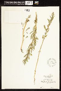 Chenopodium glaucum var. salinum image