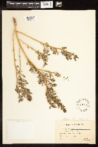 Chenopodium glaucum var. salinum image