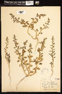 Chenopodium glaucum var. salinum image