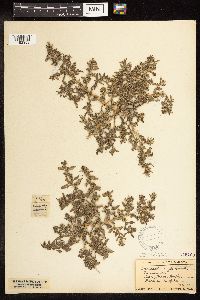 Chenopodium glaucum var. salinum image