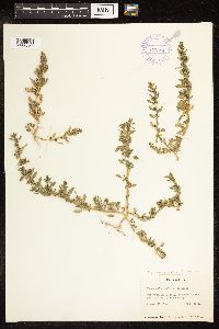 Chenopodium glaucum var. salinum image