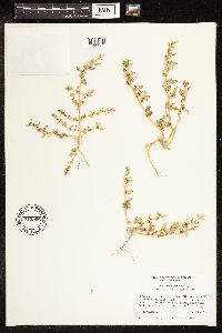 Chenopodium glaucum var. salinum image