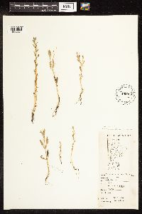 Chenopodium glaucum var. salinum image