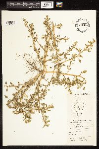 Chenopodium glaucum var. salinum image