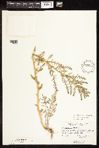 Chenopodium glaucum var. salinum image