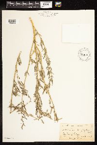 Chenopodium leptophyllum image