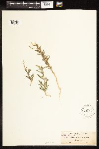 Chenopodium leptophyllum image