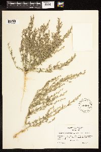 Chenopodium leptophyllum image