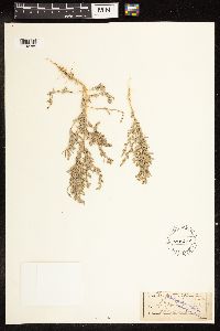 Chenopodium leptophyllum image