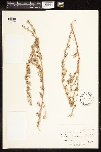 Chenopodium leptophyllum image