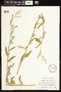 Chenopodium leptophyllum image