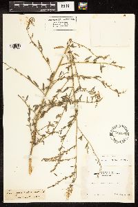 Chenopodium leptophyllum image