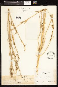 Chenopodium leptophyllum image