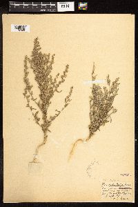 Chenopodium leptophyllum image