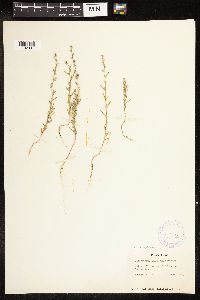 Chenopodium leptophyllum image