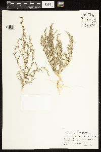 Chenopodium leptophyllum image