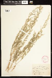 Chenopodium leptophyllum image