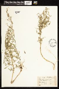 Chenopodium leptophyllum image