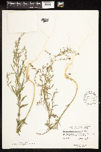 Chenopodium leptophyllum image