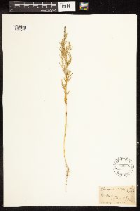 Chenopodium leptophyllum image