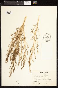 Chenopodium leptophyllum image