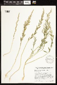 Chenopodium leptophyllum image