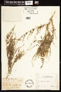 Chenopodium leptophyllum image