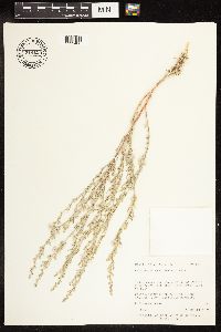 Chenopodium leptophyllum image