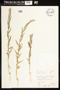 Chenopodium leptophyllum image