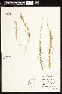 Chenopodium leptophyllum image
