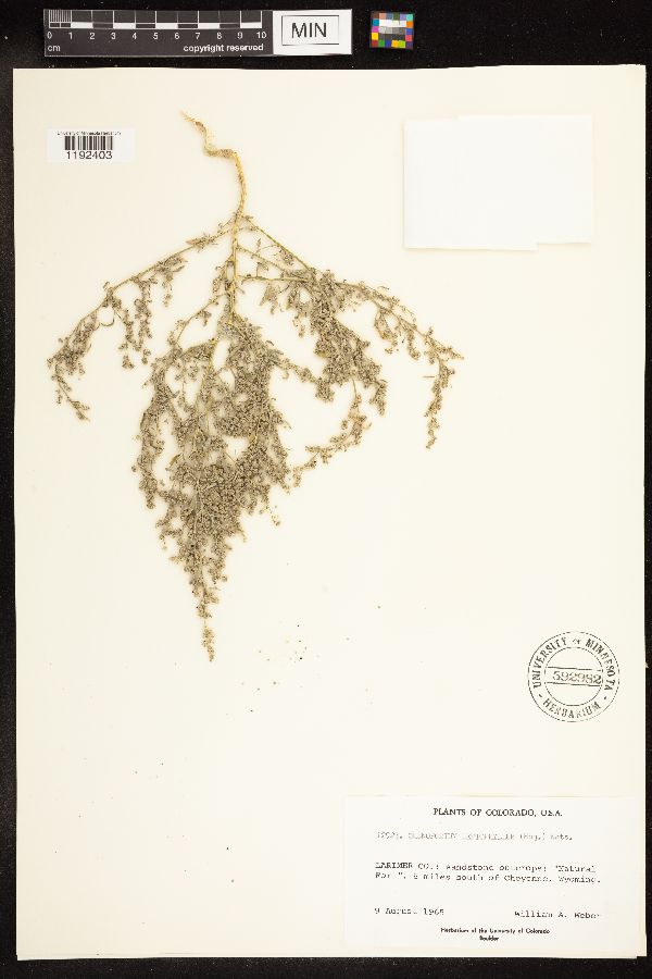 Chenopodium leptophyllum image