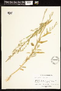 Chenopodium leptophyllum image