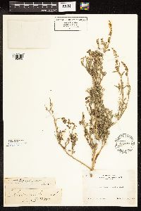 Chenopodium leptophyllum image