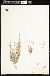 Chenopodium leptophyllum image
