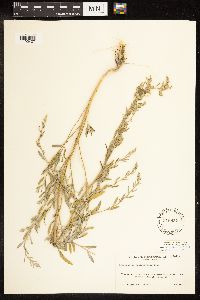 Chenopodium leptophyllum image