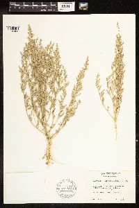 Chenopodium leptophyllum image