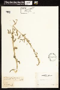 Chenopodium leptophyllum image