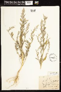 Chenopodium leptophyllum image