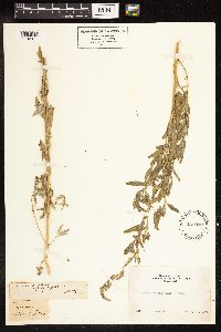 Chenopodium leptophyllum image