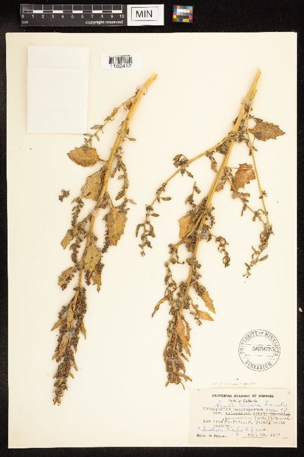 Chenopodium macrospermum image