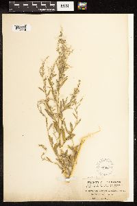 Chenopodium pratericola image