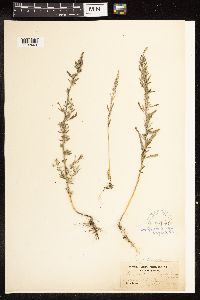Chenopodium pratericola image
